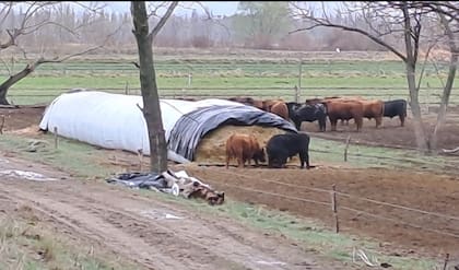 A fines de la década del 80 decidió buscar nuevos horizontes y se trasladó a Río Negro