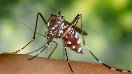 A fines de los 70 huevos del Ae. albopictus, el mosquito tigre asiático, fueron transportados a Albania en un envío de neumáticos usados. Desde allí el mosquito se expandió por Europa y hacia otras regiones del mundo