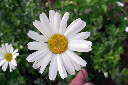 A fines del siglo XIX, el empresario Eiichiro Ueyama comenzó a plantar la flor del piretro, parecida a la margarita silvestre, para producir repelentes