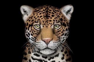 ¿Soja o monte? La batalla de una guerrera ambiental para evitar la extinción del felino