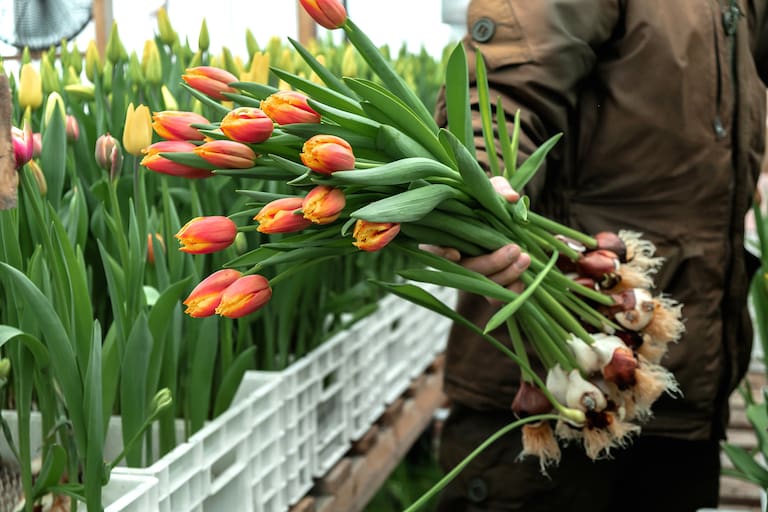 A greenhouse worker cuts tulips in the greenhouse for sale.Small business.Spring concept,gardening.Women's and Mother's Day.Selective focus.