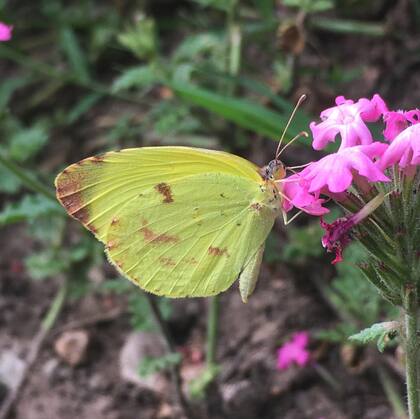 A la especie Limoncito (Eurema deva) se la puede ver en la placita Elsa Rabinovich de Levenson, en Cochabamba y Sarandí