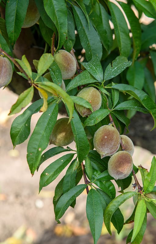 A la hora de elegir un frutal, debemos asesorarnos bien no solo en cuanto al tamaño que tomará la planta, sino al ambiente que necesita para producir exitosamente: el clima y suelo son fundamentales.