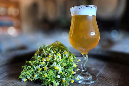 A la hora de elegir una cerveza, es importante prestar atención a su color, la espuma y sobretodo el aroma que deja