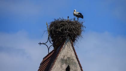 A la hora de establecer un nido, las aves siempre encuentran el lugar perfecto para hacerlo