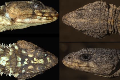 A la izquierda aparece la nueva especie Cordylus momboloensis; a la derecha el elusivo Cordylus angolensis