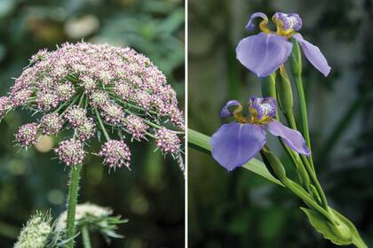 A la izquierda, Daucus carota ‘Purple Kisses’. A la derecha, Neomarica caerulea, dos especies de plantas que avanzan como tendencia entre jardineros y paisajistas.