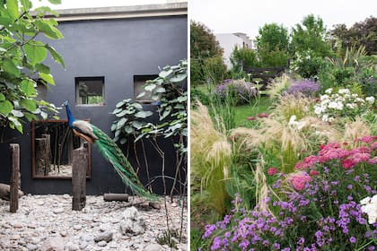 A la izquierda, el patio interno: es el corazón de la casa, ya que varios
ambientes miran a él. Se pintaron las paredes de negro y se colocaron espejos para dar mayor profundidad y resaltar todo lo que allí se encuentra. El pavo real es el galán de la casa. El recurso de los durmientes verticales permiten que las aves luzcan todas sus plumas. A la derecha, orlayas, achileas, verbenas y numerosas gramíneas le dan color al jardín.