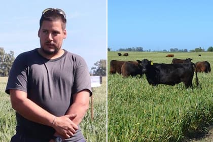 A la izquierda, el productor Guillermo Massaccesi; a la derecha, las vacas sobre el trigo que sembró