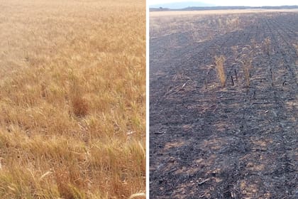 A la izquierda, el trigo antes del incendio; a la derecha, después de las llamas