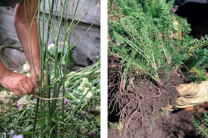 A la izquierda, el tutorado de los Eryngium ebracteatum se debe a que se abrieron demasiado y le dieron un aspecto desprolijo al cantero. A su lado, división de matas de las achileas, que es recomendable a fines de agosto
