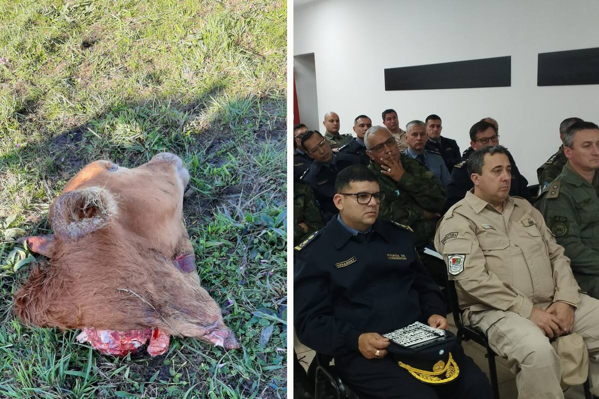 A la izquierda, la cabeza de un animal tras una faena clandestina. Para contener esta situación, las autoridades llevaron adelante un encuentro la semana pasada