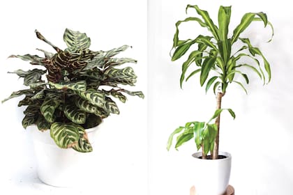 A la izquierda, la delicada Calathea makoyana. Si las puntas de las hojas se ponen marrones, puede ocurrir que el ambiente sea de muy baja humedad. En ese caso, conviene pulverizarlas con agua neutra con gota fina. Las hojas acartuchadas o amarillas son signo de falta de agua en el sustrato. A la izquierda, una Dracaena fragrans o palo de agua: es de los casos en que, después de un tiempo en casa, crece mucho y puede requerir un trasplante a una macetas más grande.