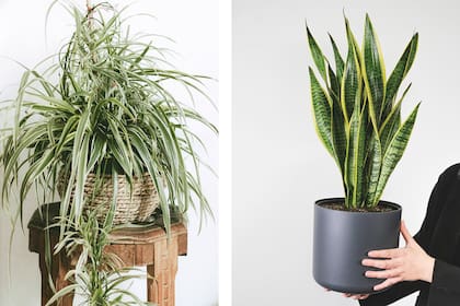 A la izquierda, la planta araña (Chlorophytum comosum), eficaz para eliminar formaldehído y xileno del aire. A su lado, la lengua de suegra (Sansevieria trifasciata), con capacidad para filtrar formaldehído.
