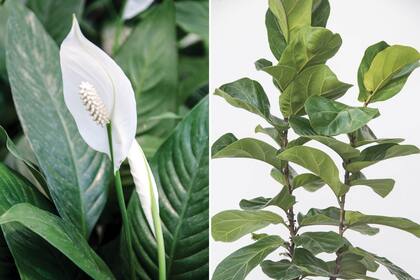 A la izquierda, Spathiphyllum wallisii o espatifilum. Si las puntas de las hojas se amarronan, chequear si se debe al exceso de riego. También podría estar recibiendo sol directo. Si las hojas se marchitan y se secan, es probable que la humedad sea demasiado baja. A la derecha, Ficus pandurata o ficus. El exceso o la falta de humedad hace que las hojas se caigan muy rápido o tomen un tono amarillento de manera precoz. No tolera bajas temperaturas.