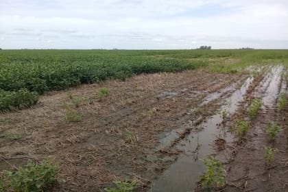A la izquierda, un lote con soja entre Marcos Juárez e Inriville tras la lluvia