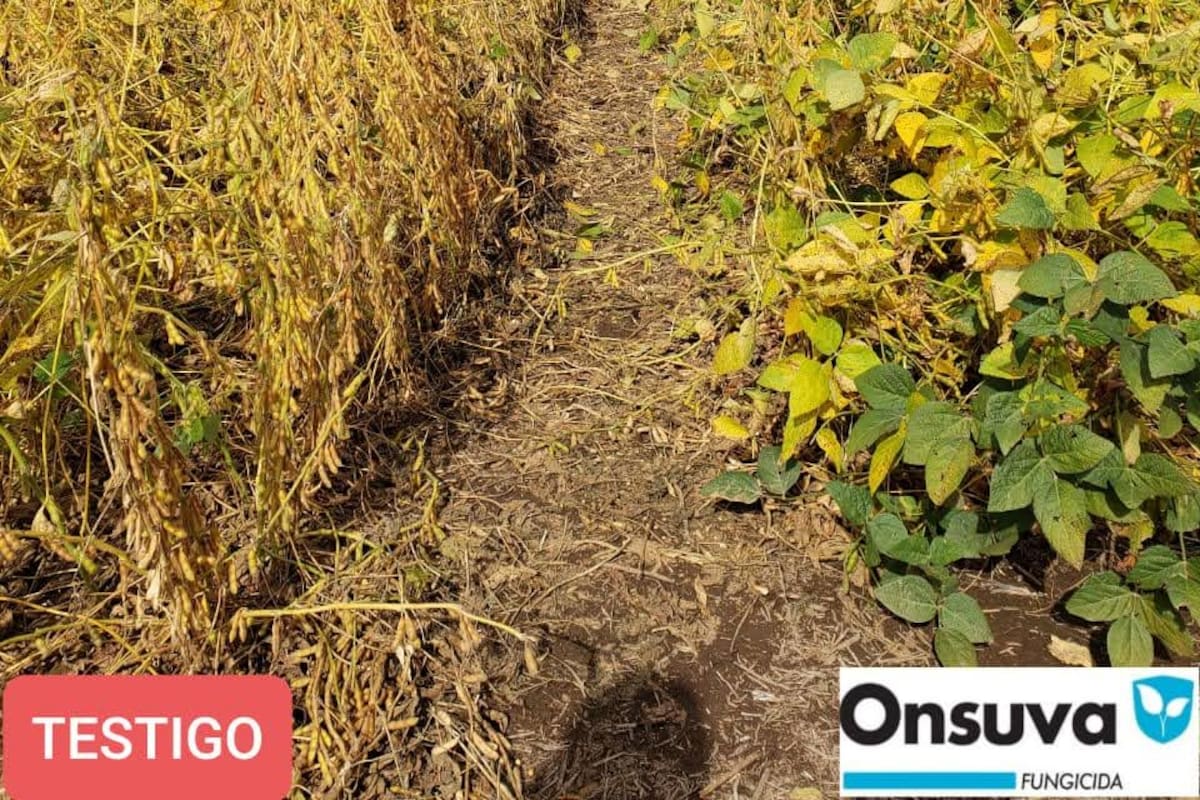 A la izquierda, un lote testigo de soja; a la derecha, tratado con la nueva tecnología. Foto: FMC