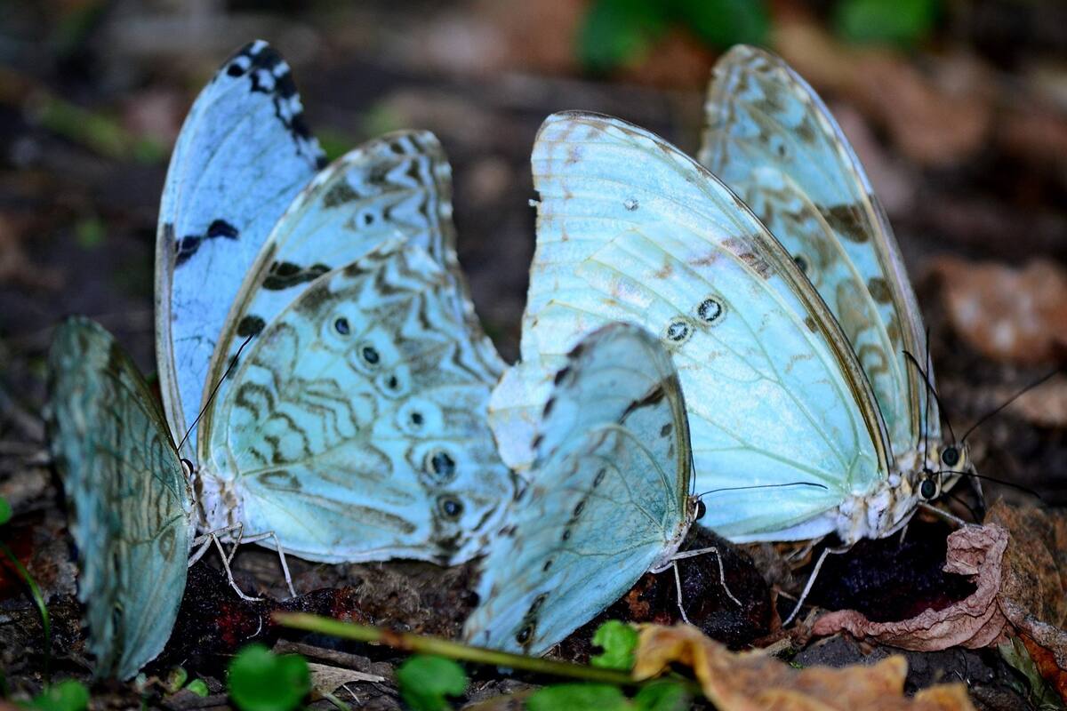 A la mariposa bandera argentina se la puede ver en la Reserva de la Costanera Sur