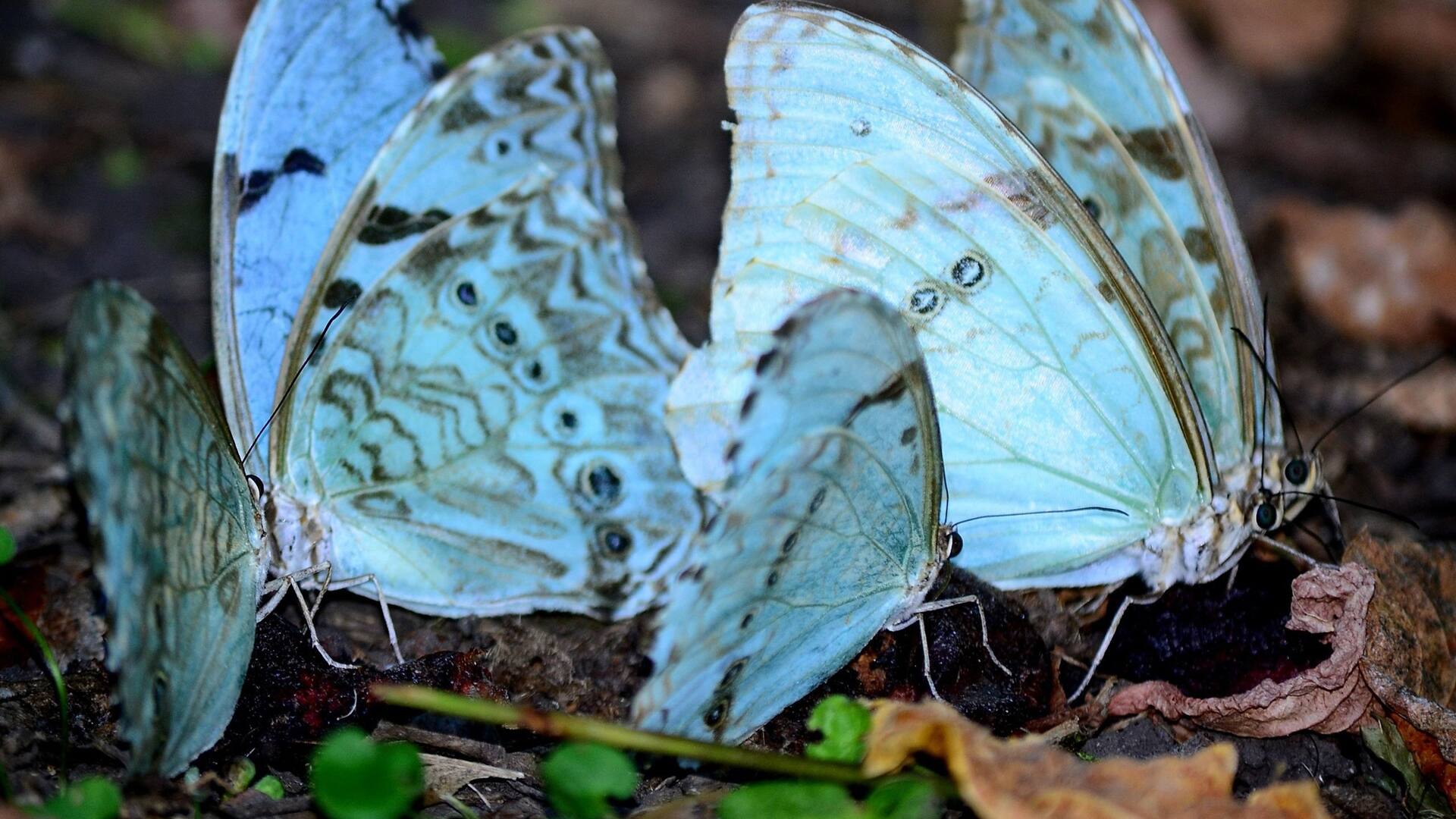 La mariposa bandera cuenta con una envergadura alar entre 70 a 105 milímetros