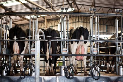 A la operatoria adhirieron 14 empresas proveedoras de diferentes tecnologías para el sector tambero