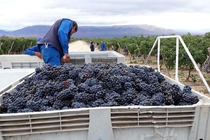 Un duro golpe para la industria vitivinícola argentina: las empresas del sector ahora deberán pagar desde 12% hasta 30% de arancel para comerciar el jugo concentrado de uva (mosto) en los Estados Unidos