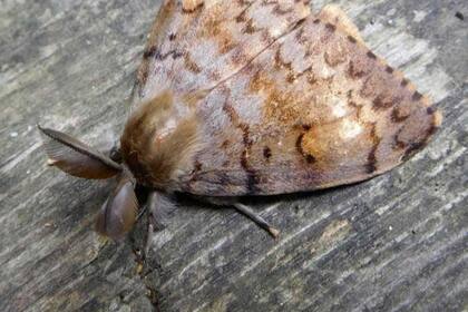 A las polillas gitanas se les conoce en castellano como lagartas peludas. Su nombre científico es Lymantria dispar.