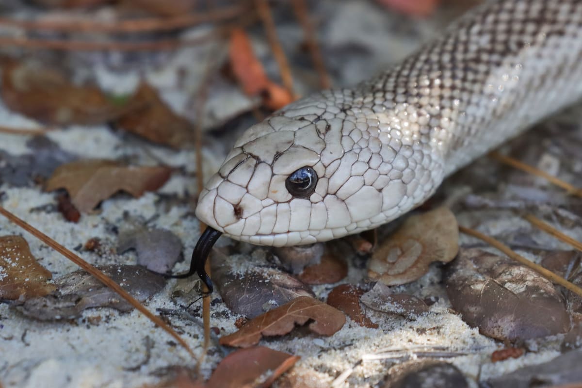 A las serpientes las atrae el olor de sus presas, por eso es importante mantener los hogares libres de roedores e insectos