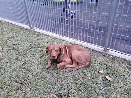 A Lavalle lo encontraron en una plaza de la zona de Tribunales.