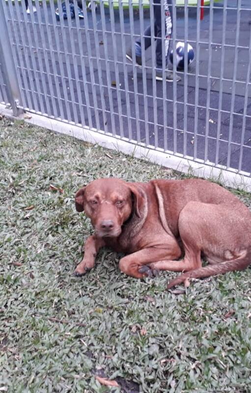 A Lavalle lo encontraron en una plaza de la zona de Tribunales.