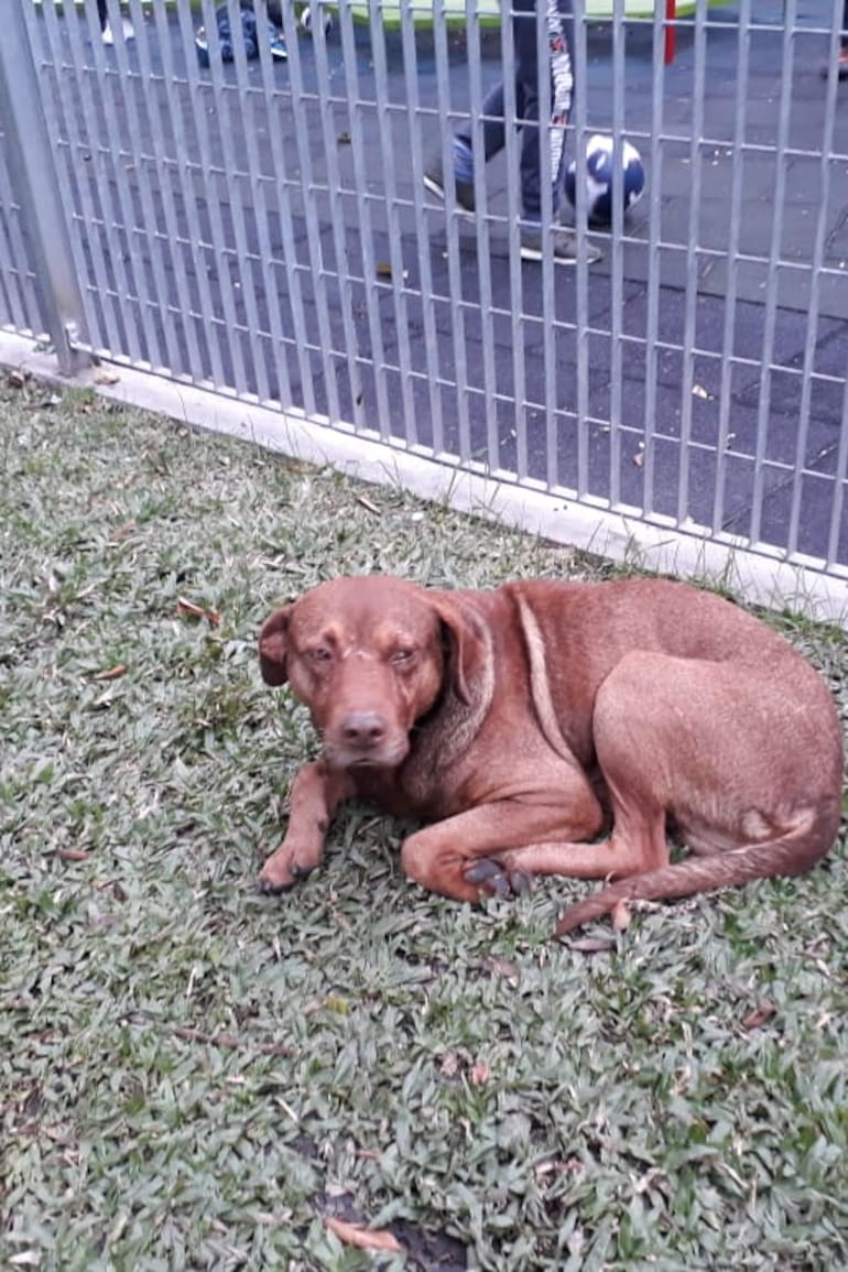 A Lavalle lo encontraron en una plaza de la zona de Tribunales.