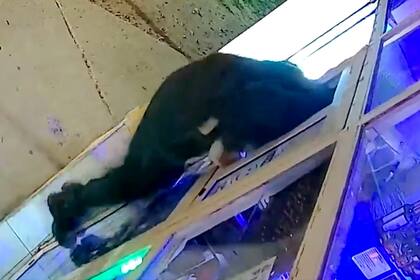 A lo contorsionista por una pequeña ventana: así se metió un ladrón para robar un kiosco en José C. Paz