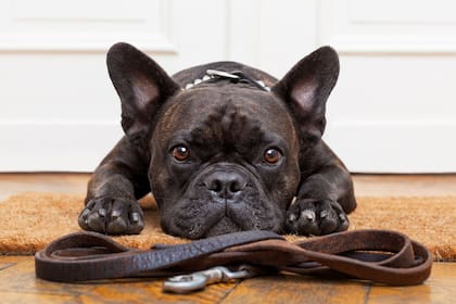 A los bulldog frances se les suele cortar las colas por cuestiones estéticas