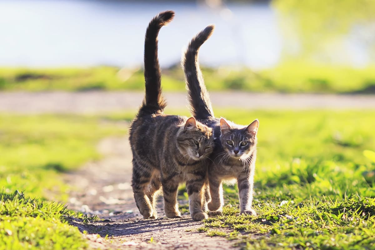 A los gatos les encanta disfrutar de la naturaleza en el ambiente exterior del hogar donde viven, pero un paseo, a veces, podría ser letal