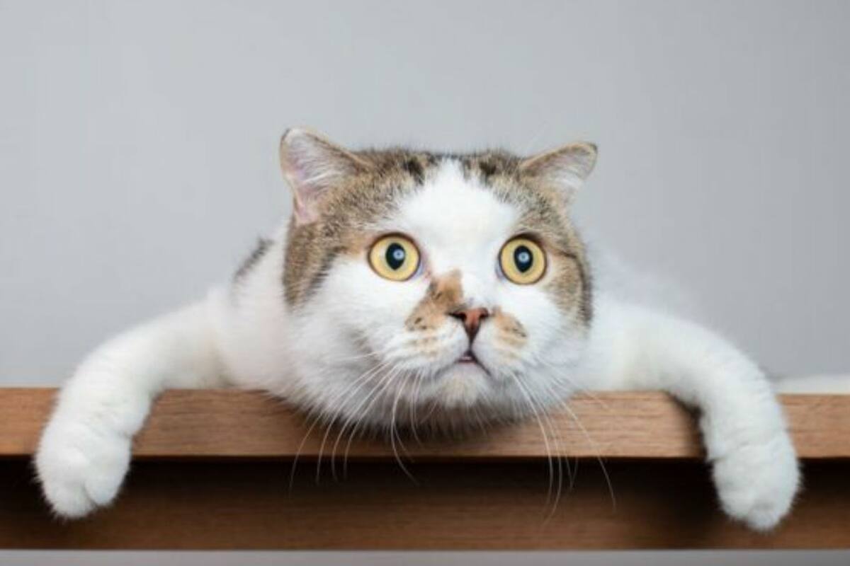 A los gatos siempre parece haberlos acompañado la mala fama