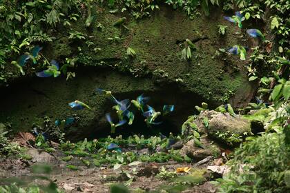A los loros barranqueros se los ve fácilmente en los acantilados de la playa El Cóndor, en Río Negro