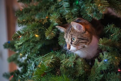 A los perros y gatos les llama sumamente la atención los adornos de Navidad
