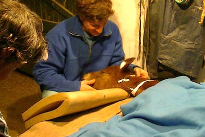 A los tres días de vida, en La Anunciada trabajaron sin dormir para salvar a Hope Glory