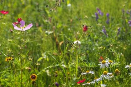 A los virus debemos agradecerles la biodiversidad en el planeta