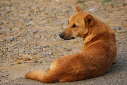 A los voluntarios se le pidió que actuaran de diversas maneras con los dueños de los animales y los que fueron maltratados recibieron un defensa por parte de sus mascotas