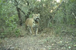 Parques Nacionales ofrece una millonaria recompensa por datos de una yaguareté que desapareció tras ser liberada
