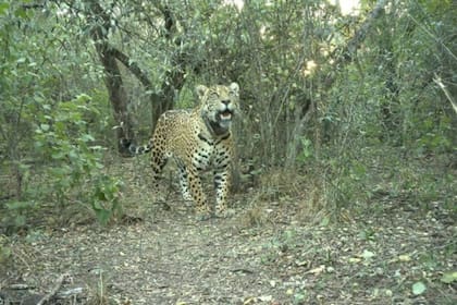 A más de un mes sin novedades sobre la yaguareté desaparecida en Chaco, Parques Nacionales ofrece una recompensa por datos del animal.