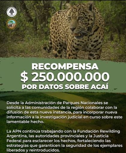 A más de un mes sin novedades sobre la yaguareté desaparecida en Chaco, Parques Nacionales ofrece una millonaria recompensa por datos del animal.