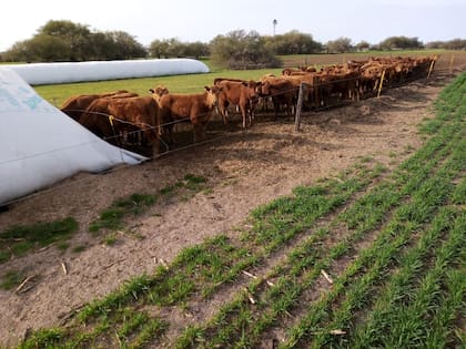 A mayor consumo de agua estimula un mayor consumo de alimento, y a medida que haya un mayor consumo de alimento habrá mayor producción de carne o leche