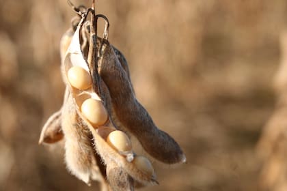A mayor número de visitas de abejas melíferas a las flores de los cultivos de soja se obtiene un mayor porcentaje de formación de frutos