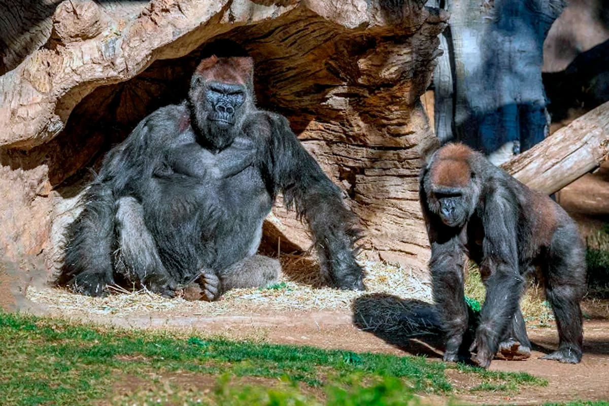 A mediados de enero, los mamíferos de un zoológico habían desarrollado síntomas de COVID-19 tras haber estado en contacto directo con un cuidador que se había enfermado.
