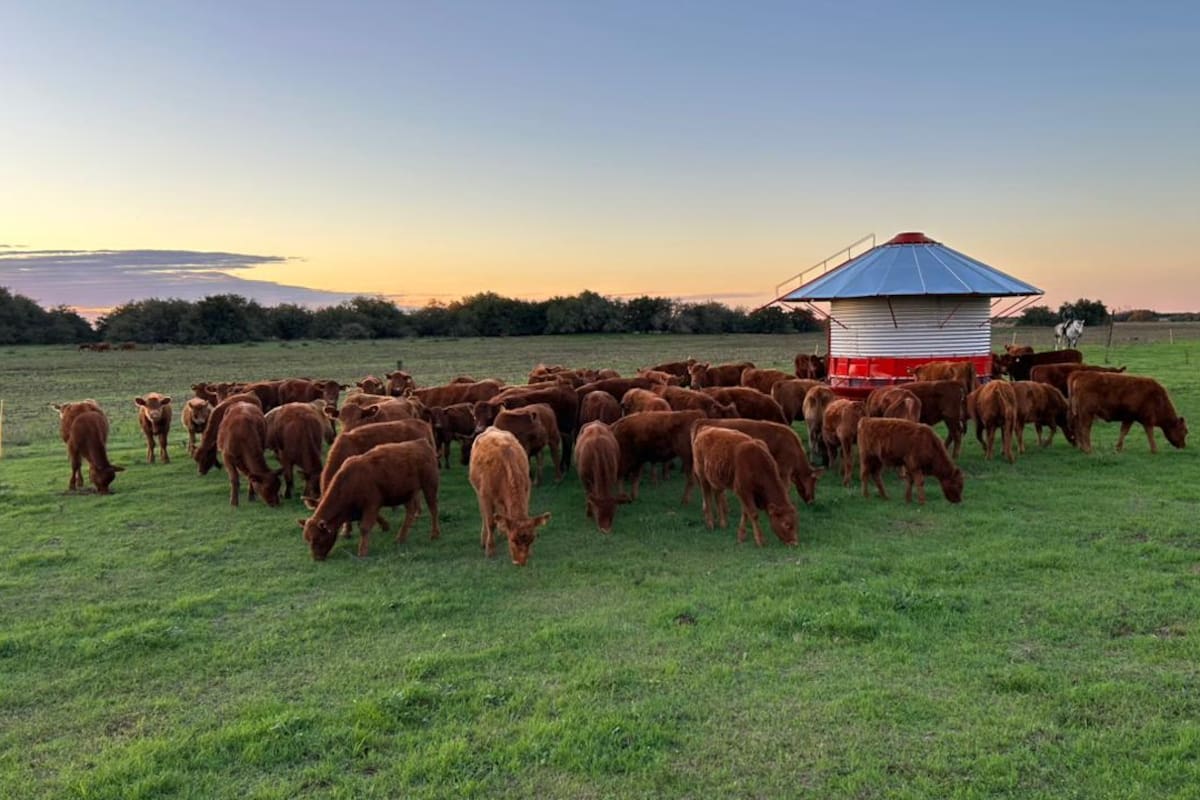 A medida que aumenta el consumo de grasa disminuye el valor energético de la misma, provocando una serie de problemas productivos, reproductivos y en la salud animal, que habría que evitar