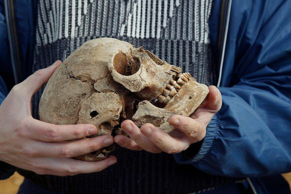 A medida que cerebros más pequeños y mejor organizados manejaban cálculos complejos, cerebros más grandes y metabólicamente costosos se volvieron innecesarios (GETTY IMAGES)