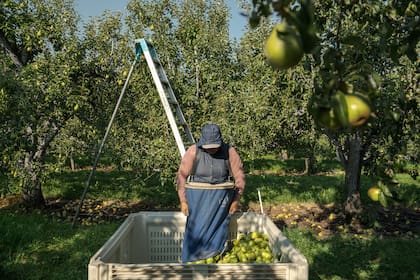 A medida que el calor se intensifica trabajadoras agrícolas embarazadas enfrentan mayores riesgos