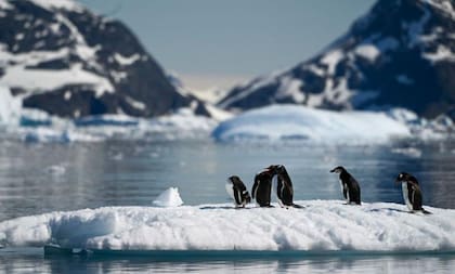A medida que la Antártida se calienta, lugares emblemáticos como los glaciares gigantes y los pingüinos rey están desapareciendo.