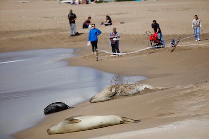 A mitad de esta semana, recaló en esas mismas arenas un tercer elefante marino, un ejemplar juvenil de unos dos años